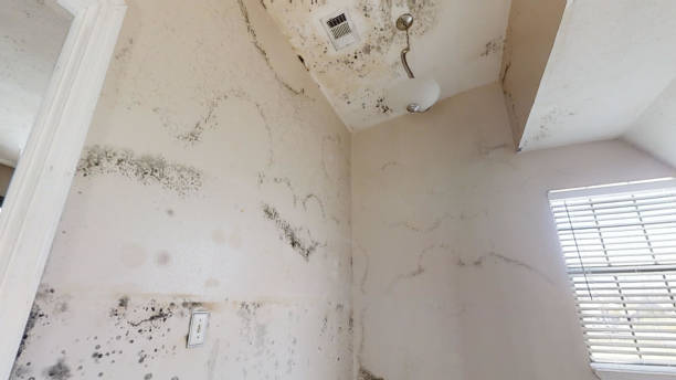 Dehumidification Services in Guin, AL