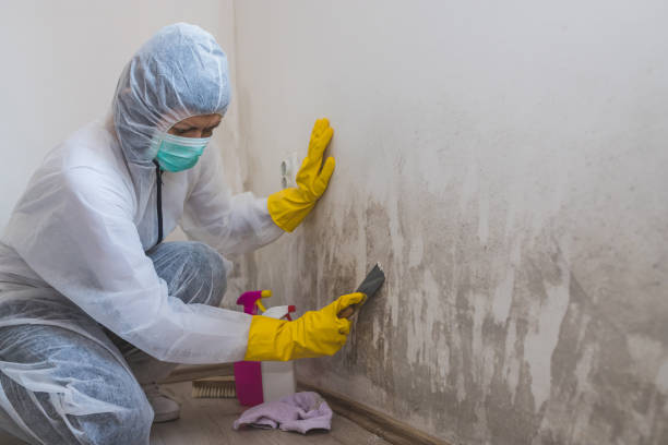 Best Black Mold Removal  in Guin, AL