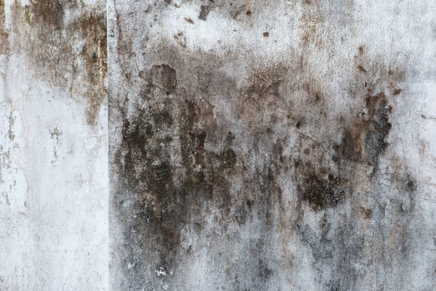 Best Post-Construction Mold Inspection  in Guin, AL
