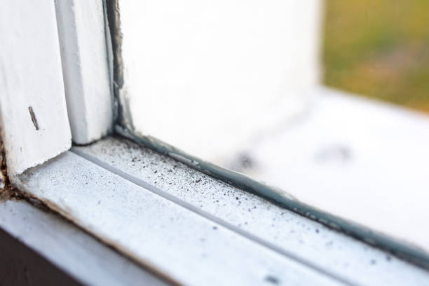 Best Residential Mold Inspection & Testing  in Guin, AL