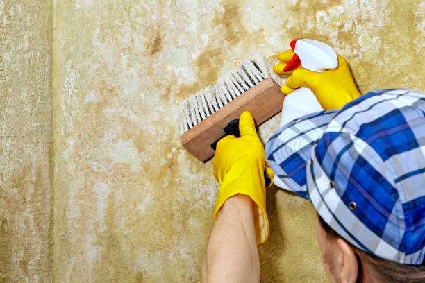 Best HVAC Mold Inspection and Cleaning  in Guin, AL