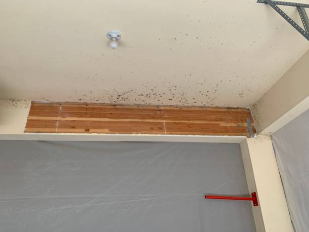 Best Black Mold Removal  in Guin, AL