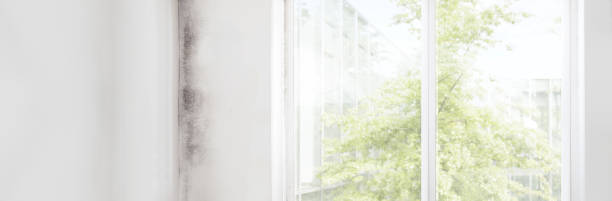 Best Water Damage & Mold Remediation  in Guin, AL