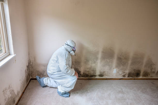 Best Mold Removal for HVAC Installations  in Guin, AL
