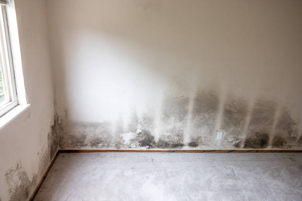 Best Attic Mold Removal  in Guin, AL