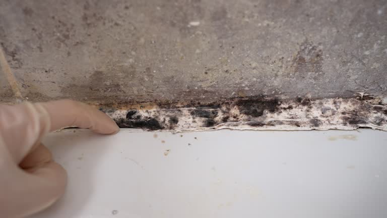 Best Commercial Mold Inspection  in Guin, AL
