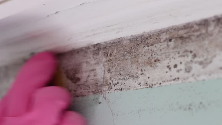 Best Emergency Mold Remediation  in Guin, AL